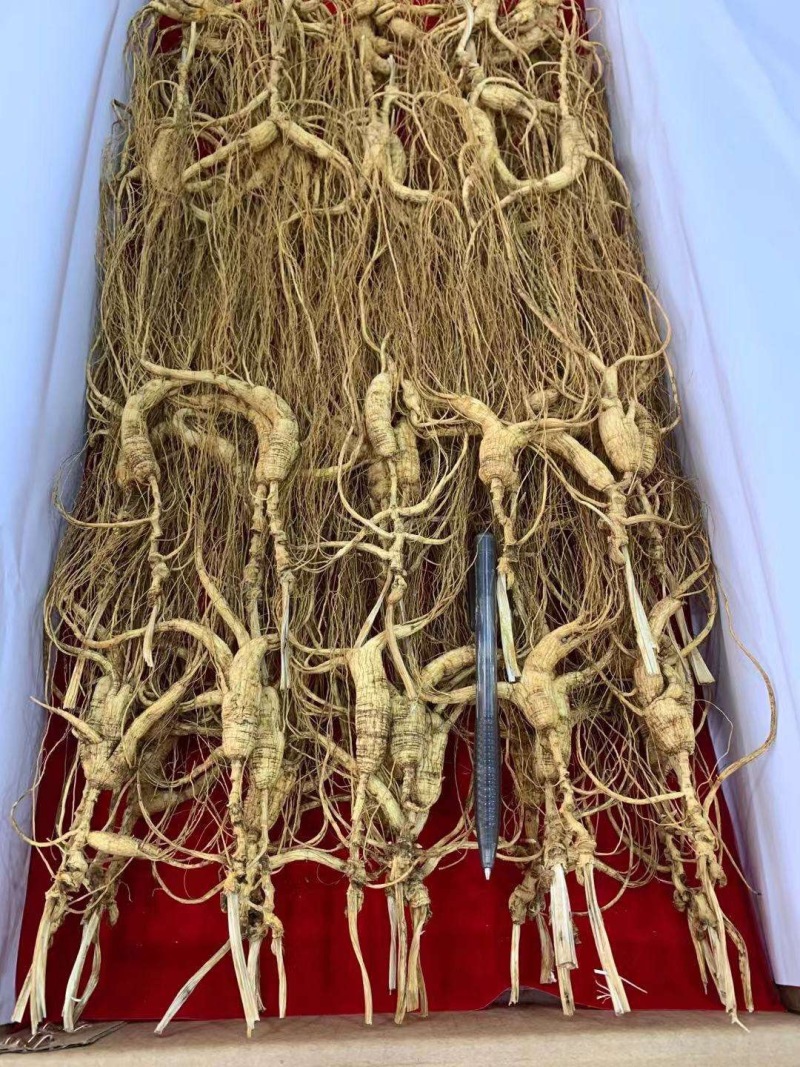 长白山林下参17-20自然生长自用超值款泡酒煲汤炖