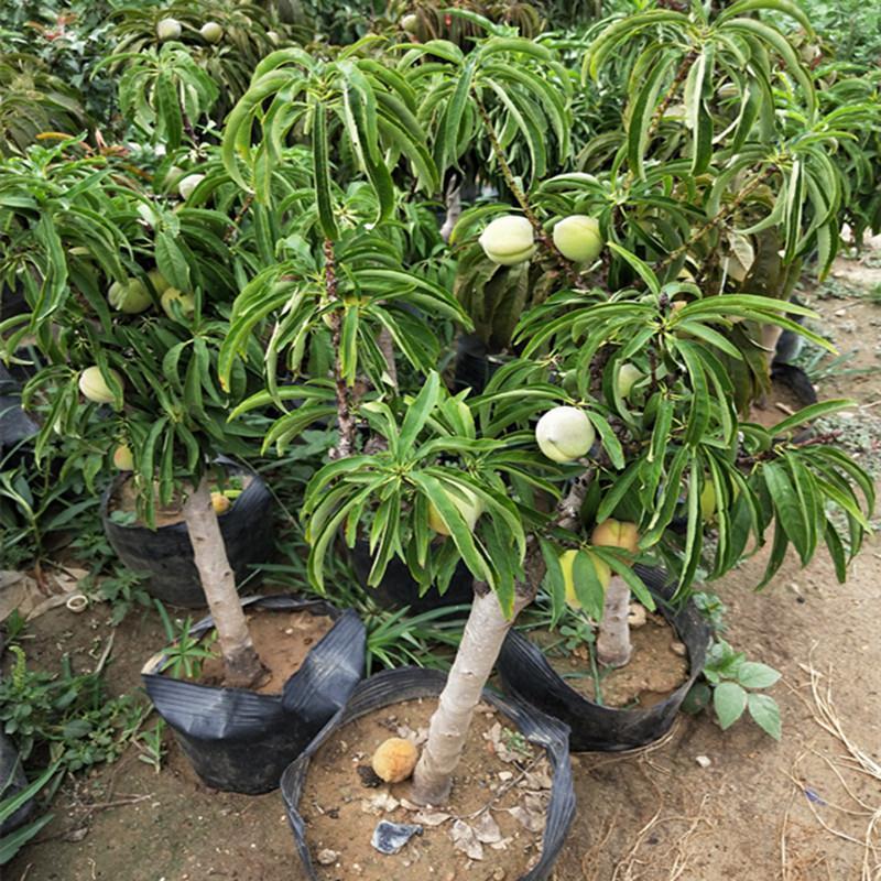 中华寿桃树苗特大嫁接早晚熟桃树苗南北方种植盆地栽当年结果