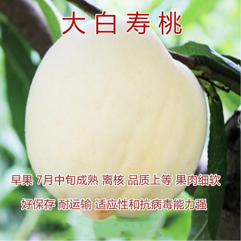 中华寿桃树苗特大嫁接早晚熟桃树苗南北方种植盆地栽当年结果