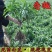 中华寿桃树苗特大嫁接早晚熟桃树苗南北方种植盆地栽当年结果
