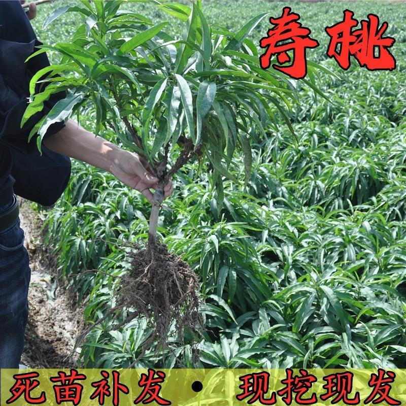 中华寿桃树苗特大嫁接早晚熟桃树苗南北方种植盆地栽当年结果