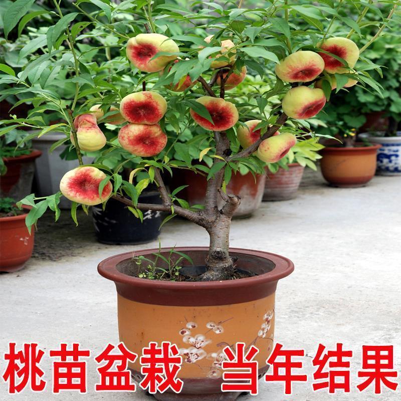 中华寿桃树苗特大嫁接早晚熟桃树苗南北方种植盆地栽当年结果