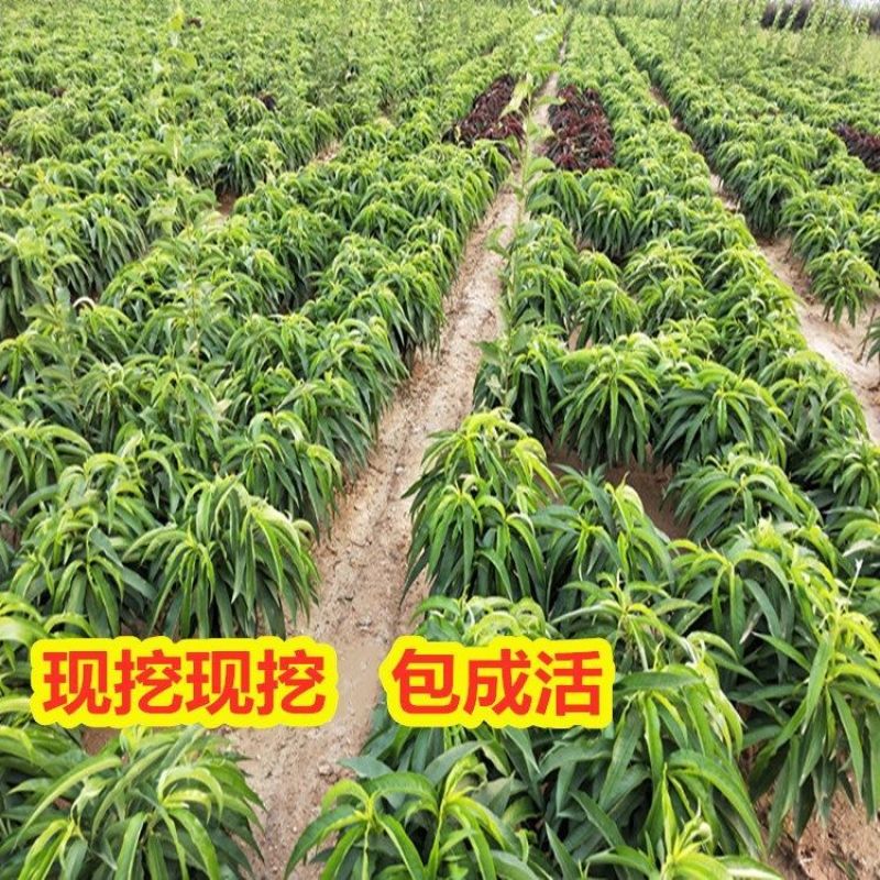 中华寿桃树苗特大嫁接早晚熟桃树苗南北方种植盆地栽当年结果