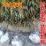 中华寿桃树苗特大嫁接早晚熟桃树苗南北方种植盆地栽当年结果