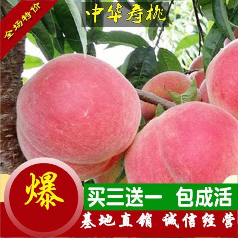 中华寿桃树苗特大嫁接早晚熟桃树苗南北方种植盆地栽当年结果
