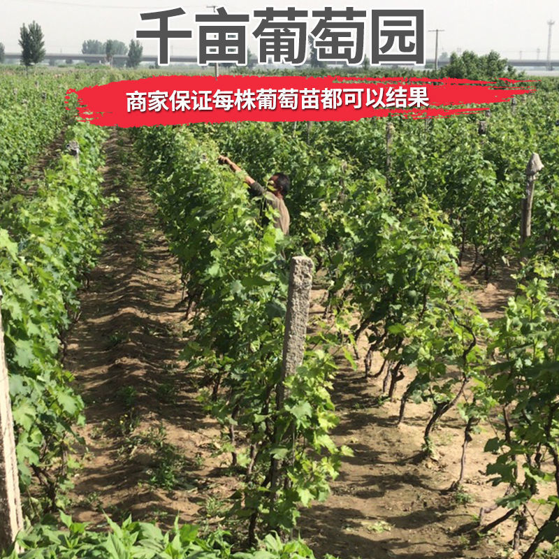 特早熟蓝宝石新品种无核早甜特大葡萄树苗盆地栽当年结果