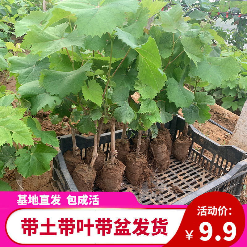 特早熟蓝宝石新品种无核早甜特大葡萄树苗盆地栽当年结果