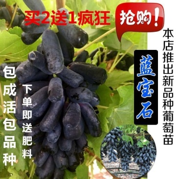 特早熟蓝宝石新品种无核早甜特大葡萄树苗盆地栽当年结果