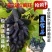特早熟蓝宝石新品种无核早甜特大葡萄树苗盆地栽当年结果