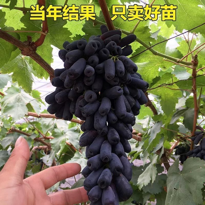 特早熟蓝宝石新品种无核早甜特大葡萄树苗盆地栽当年结果