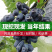 特早熟蓝宝石新品种无核早甜特大葡萄树苗盆地栽当年结果