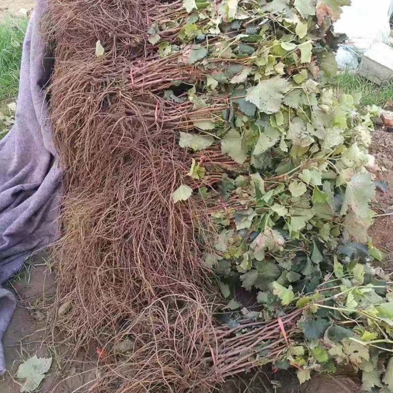 特早熟蓝宝石新品种无核早甜特大葡萄树苗盆地栽当年结果