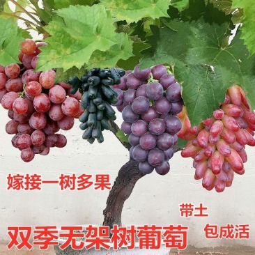 双季无架树葡萄巨峰阳光玫瑰美国红提盆栽地栽葡萄苗
