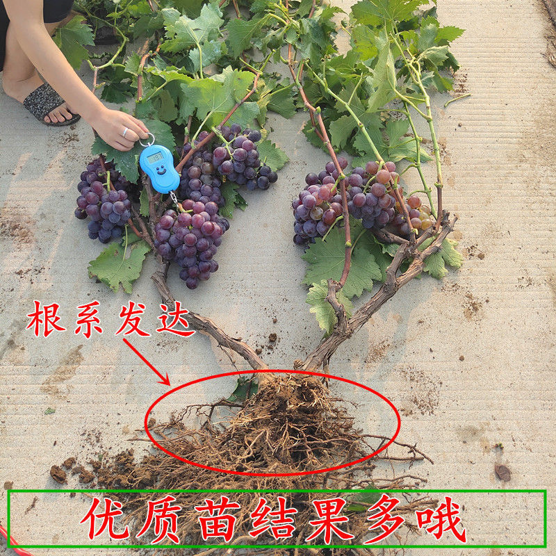 双季无架树葡萄巨峰阳光玫瑰美国红提盆栽地栽葡萄苗