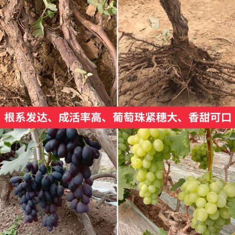 双季无架树葡萄巨峰阳光玫瑰美国红提盆栽地栽葡萄苗