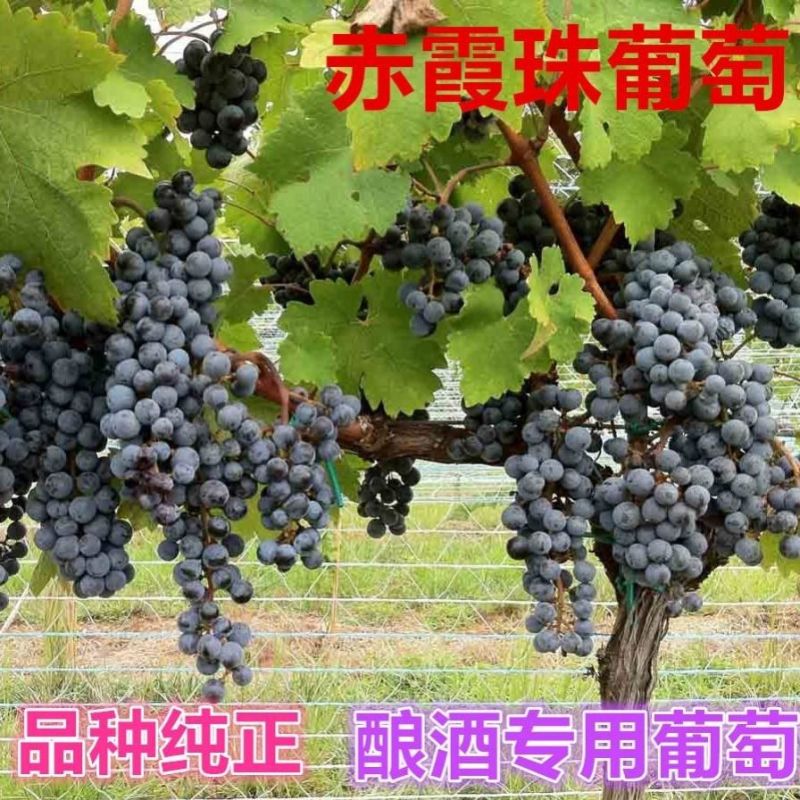 双季无架树葡萄巨峰阳光玫瑰美国红提盆栽地栽葡萄苗
