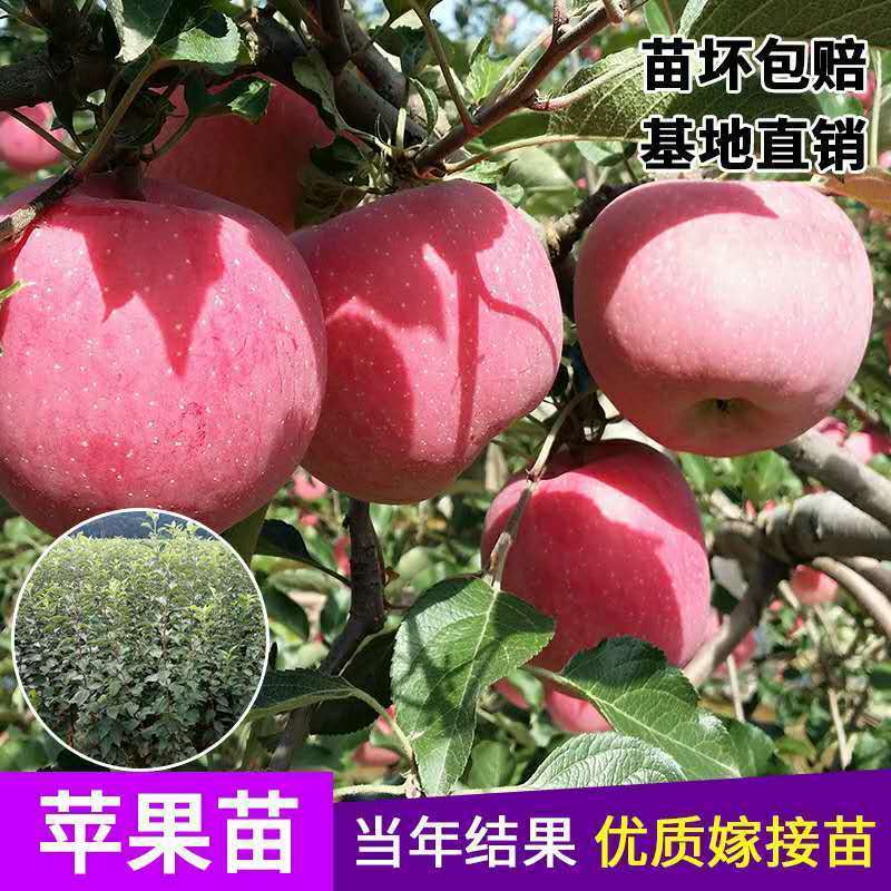 新品特大早熟奶油富士王冰糖心苹果树苗南北方种植耐寒耐旱