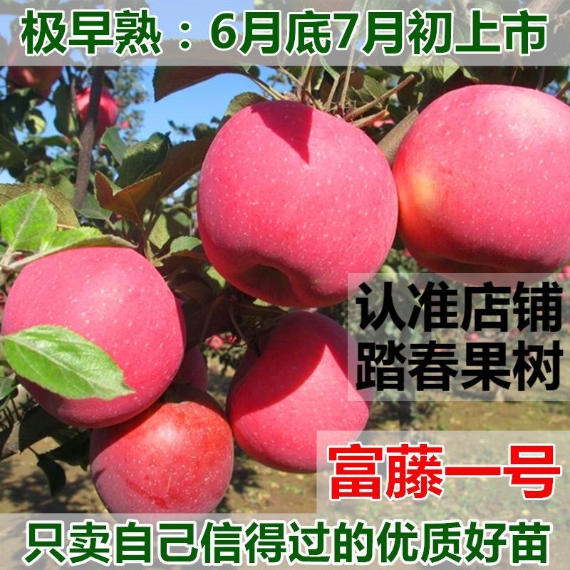 新品特大早熟奶油富士王冰糖心苹果树苗南北方种植耐寒耐旱
