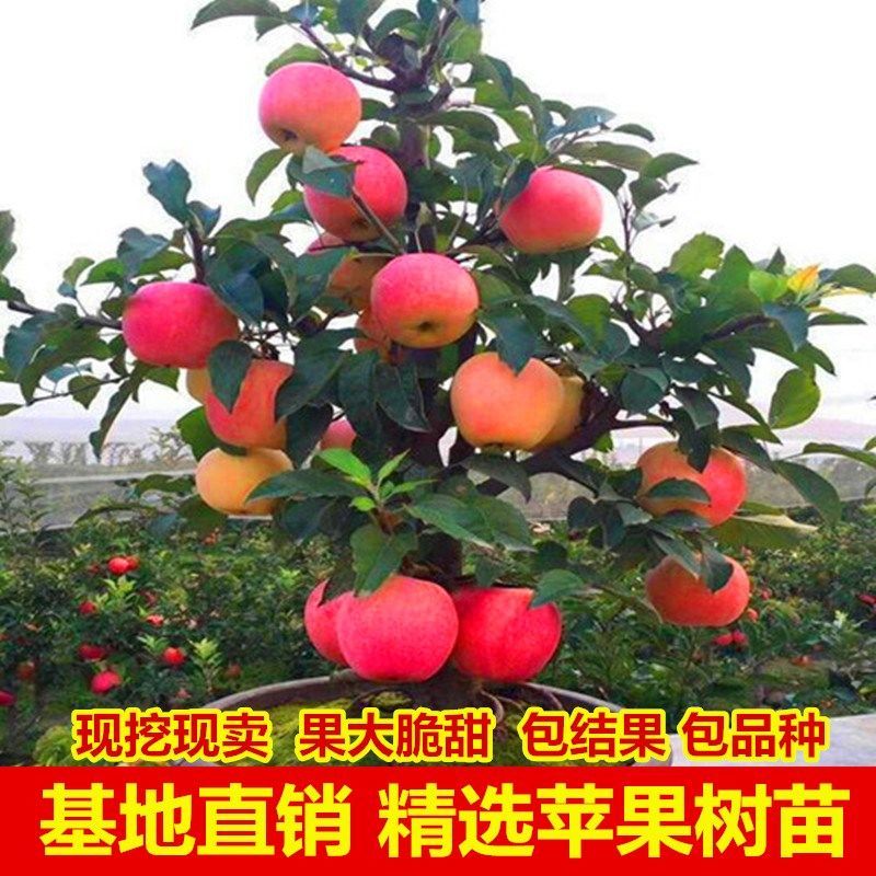 新品特大早熟奶油富士王冰糖心苹果树苗南北方种植耐寒耐旱