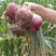 紫璐3号洋葱种子高产易种红皮甜半高桩甜脆紫皮洋葱种子耐储