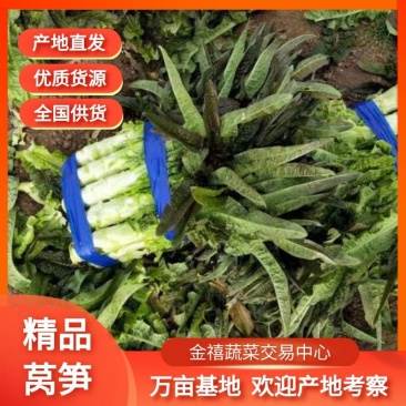 莴笋紫叶香莴笋精品莴笋万亩基地产地直发全国供货
