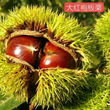 板栗苗树特大嫁接南方北方种植大红袍特大板栗树当年结果果树