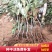 板栗苗树特大嫁接南方北方种植大红袍特大板栗树当年结果果树