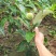 板栗苗树特大嫁接南方北方种植大红袍特大板栗树当年结果果树
