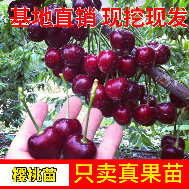 俄罗斯8号车厘子黑珍珠大樱桃树苗南北方种植嫁接当年挂果
