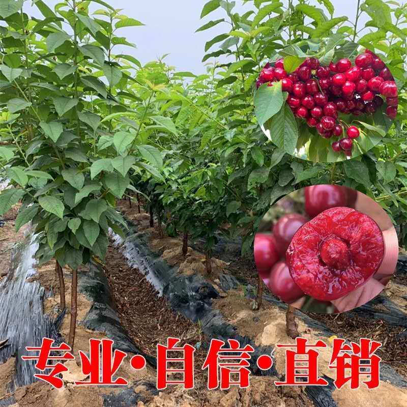 俄罗斯8号车厘子黑珍珠大樱桃树苗南北方种植嫁接当年挂果