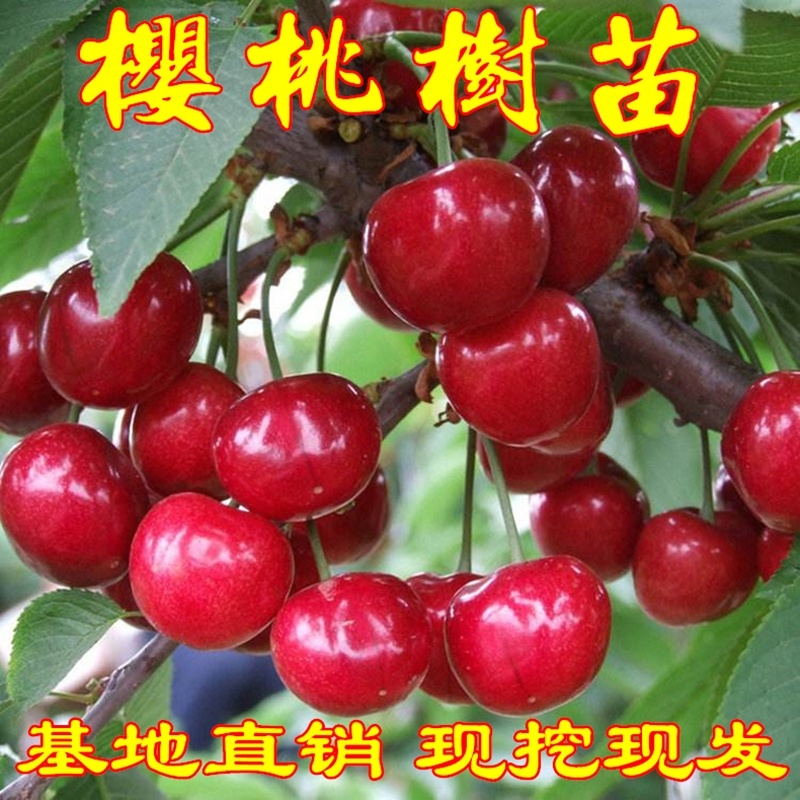 俄罗斯8号车厘子黑珍珠大樱桃树苗南北方种植嫁接当年挂果