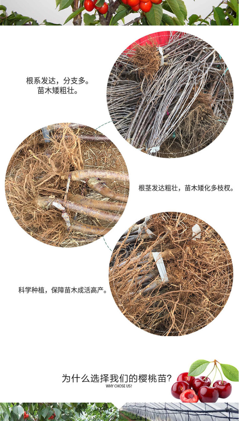 俄罗斯8号车厘子黑珍珠大樱桃树苗南北方种植嫁接当年挂果