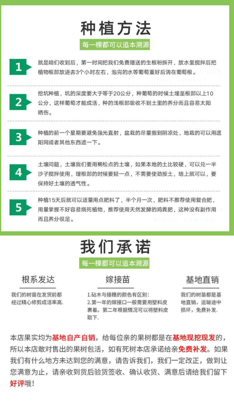俄罗斯8号车厘子黑珍珠大樱桃树苗南北方种植嫁接当年挂果