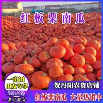 内蒙古包头红板栗南瓜大量上市一手货源质量保证