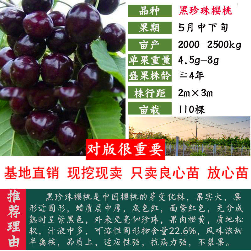 俄罗斯8号车厘子黑珍珠大樱桃树苗南北方种植嫁接当年挂果