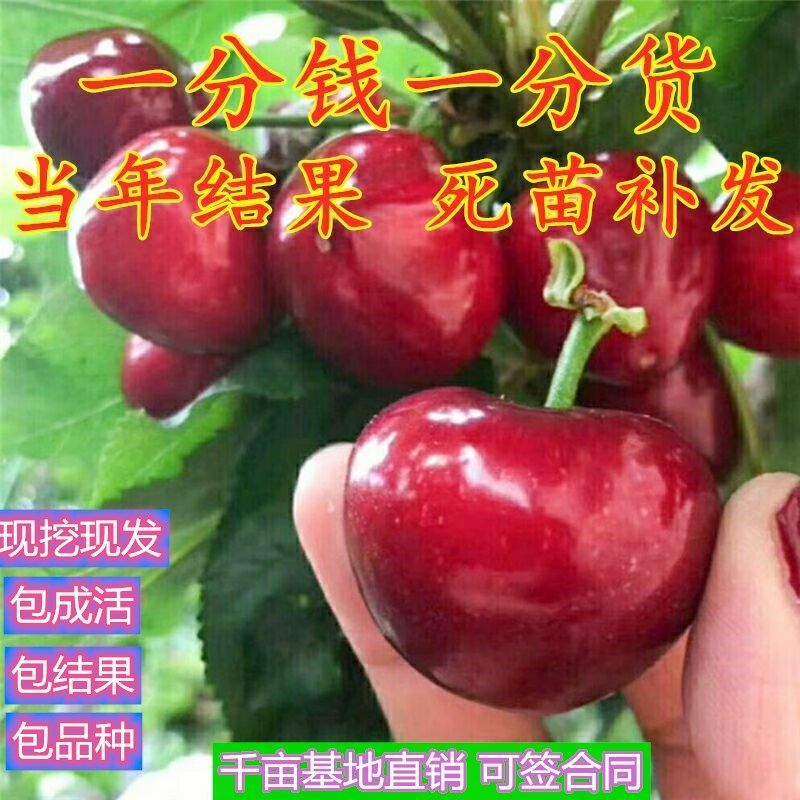 俄罗斯8号车厘子黑珍珠大樱桃树苗南北方种植嫁接当年挂果