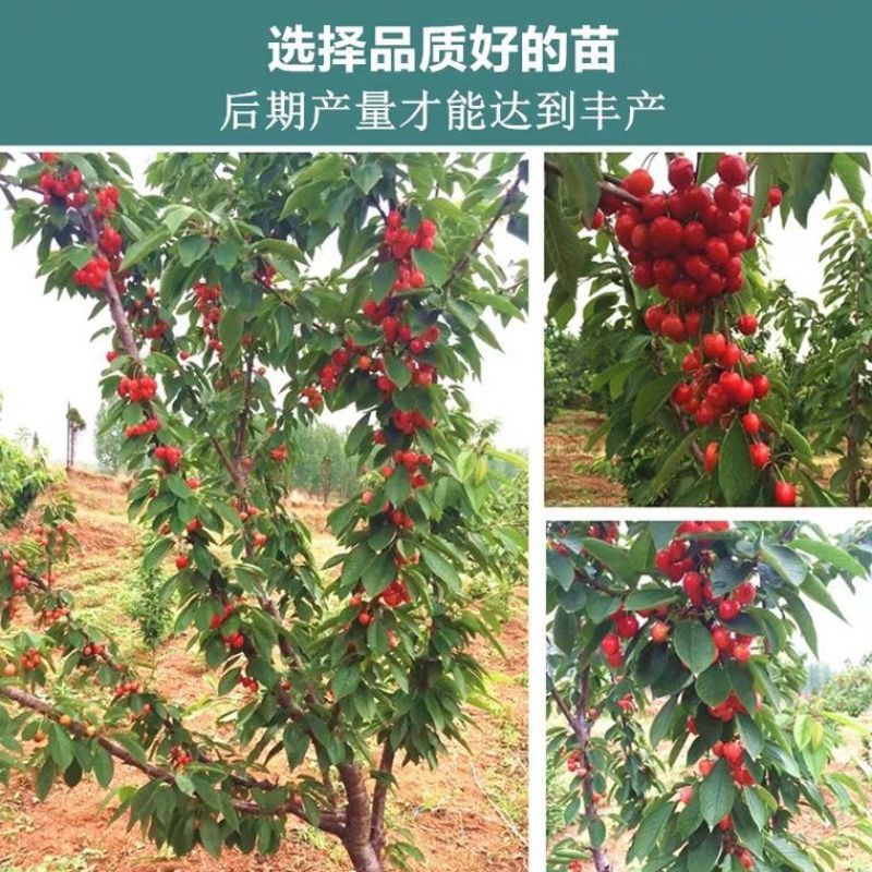 俄罗斯8号车厘子黑珍珠大樱桃树苗南北方种植嫁接当年挂果