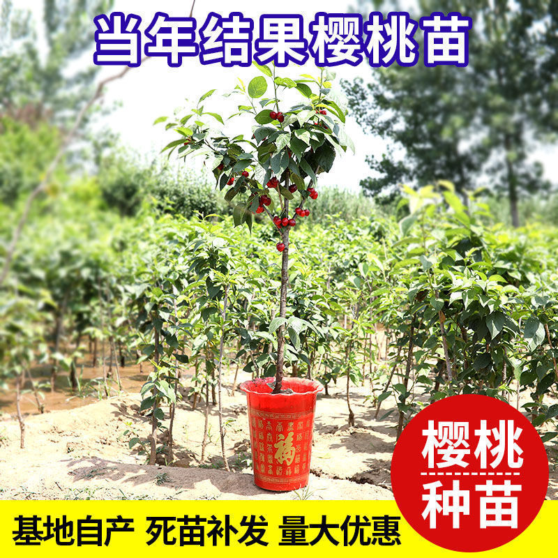 俄罗斯8号车厘子黑珍珠大樱桃树苗南北方种植嫁接当年挂果