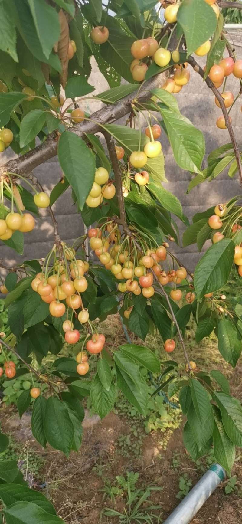 黄蜜樱桃苗嫁接苗基地直销成活率高包邮