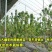 黄蜜樱桃苗嫁接苗基地直销成活率高包邮