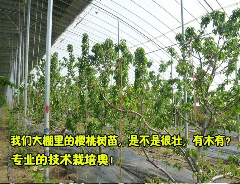 黄蜜樱桃苗嫁接苗基地直销成活率高包邮