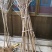 黄蜜樱桃苗嫁接苗基地直销成活率高包邮
