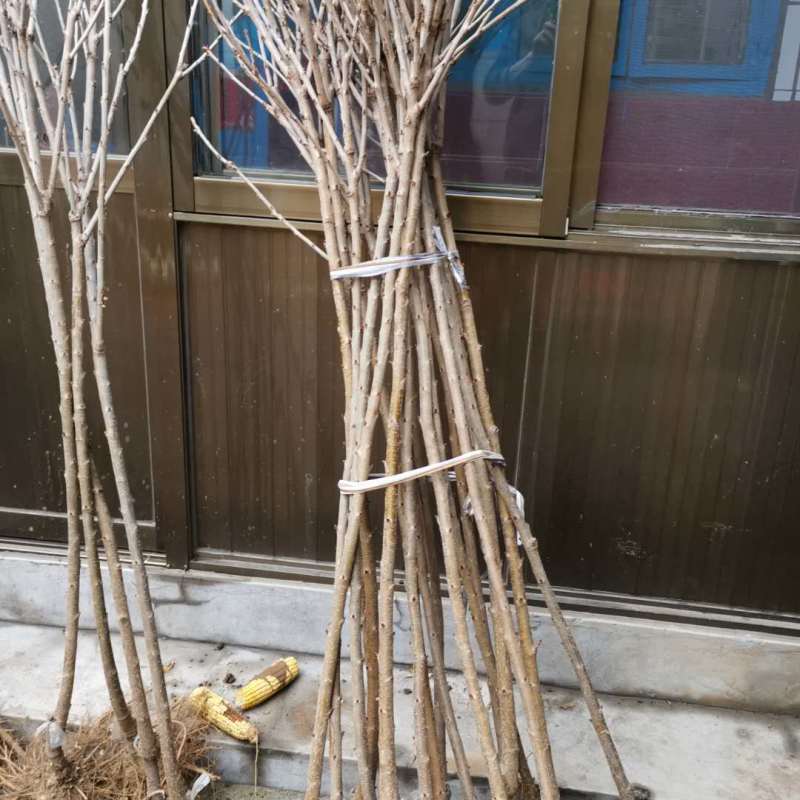 黄蜜樱桃苗嫁接苗基地直销成活率高包邮