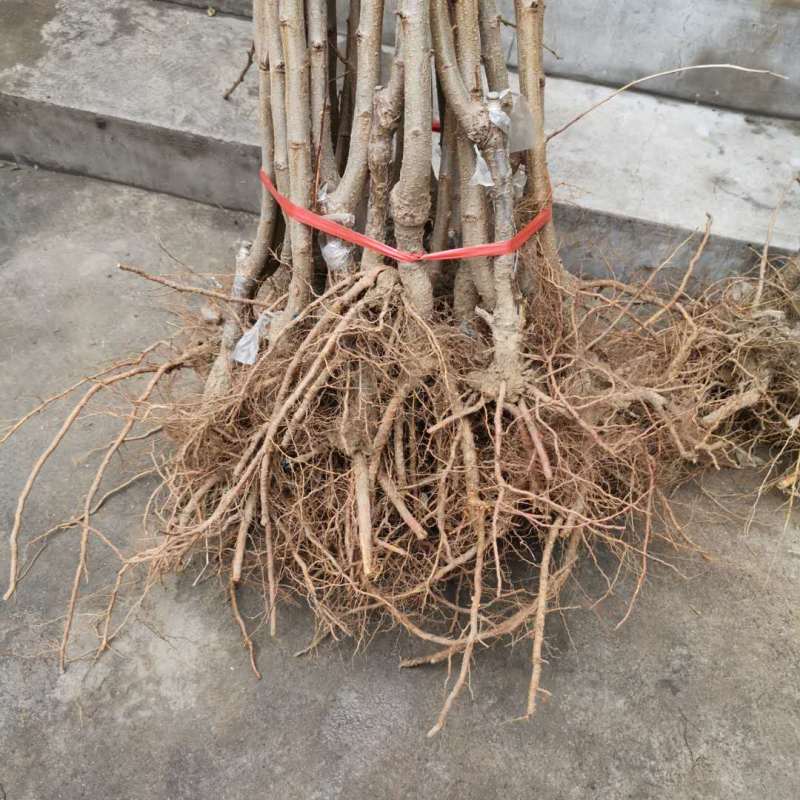 黄蜜樱桃苗嫁接苗基地直销成活率高包邮