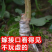 黄蜜樱桃苗嫁接苗基地直销成活率高包邮