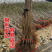 黄蜜樱桃苗嫁接苗基地直销成活率高包邮