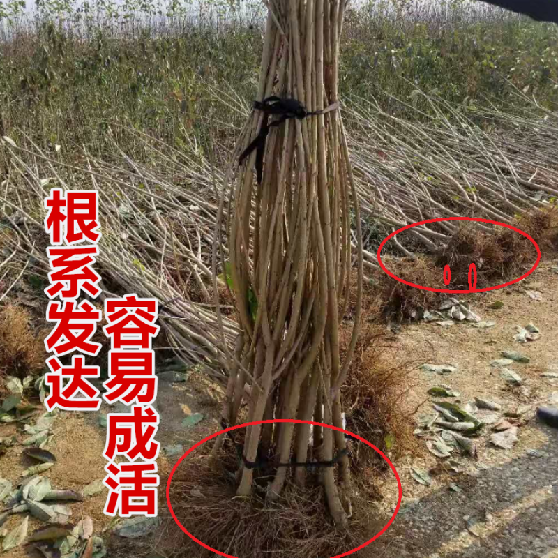 黄蜜樱桃苗嫁接苗基地直销成活率高包邮