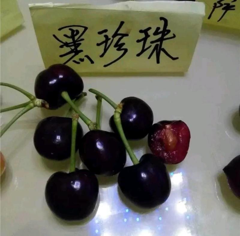 🍒【技术指导】黑珍珠樱桃苗✔包纯包品种✔基地直销