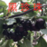 🍒【技术指导】黑珍珠樱桃苗✔包纯包品种✔基地直销