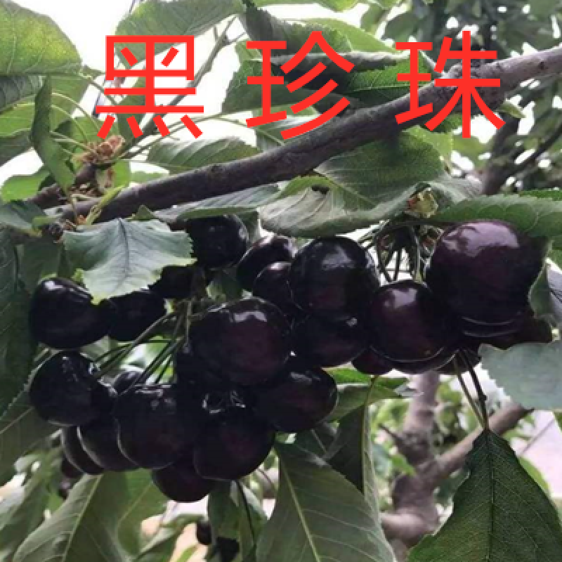 🍒【技术指导】黑珍珠樱桃苗✔包纯包品种✔基地直销